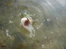 foto/forum/2010/th-img13343.jpg