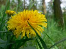 foto/forum/2010/th-img13353.jpg