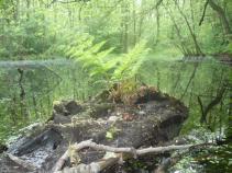 foto/forum/2010/th-img13407.jpg