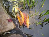 foto/forum/2010/th-img13612.jpg