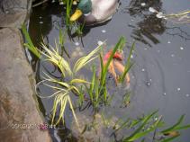 foto/forum/2010/th-img13613.jpg