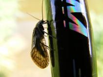 foto/forum/2010/th-img13631.jpg