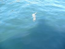 foto/forum/2010/th-img13680.jpg