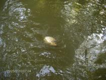 foto/forum/2010/th-img13699.jpg