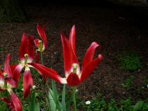 foto/forum/2010/th-img13703.jpg