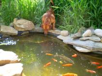 foto/forum/2010/th-img13748.jpg