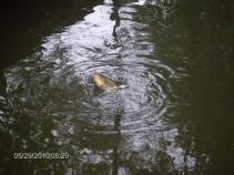 foto/forum/2010/th-img13751.jpg