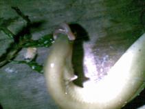 foto/forum/2010/th-img13771.jpg