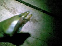 foto/forum/2010/th-img13772.jpg