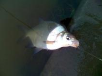foto/forum/2010/th-img13812.jpg