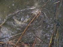 foto/forum/2010/th-img13835.jpg