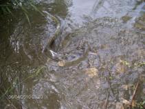 foto/forum/2010/th-img13836.jpg