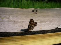 foto/forum/2010/th-img13864.jpg