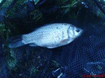 foto/forum/2010/th-img13970.jpg