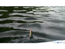foto/forum/2010/th-img14055.jpg