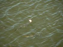 foto/forum/2010/th-img14057.jpg