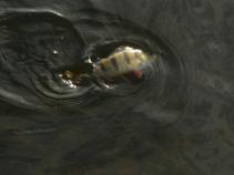 foto/forum/2010/th-img14065.jpg
