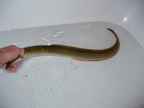 foto/forum/2010/th-img14210.jpg