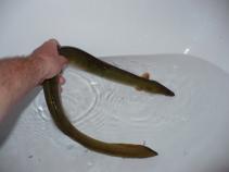 foto/forum/2010/th-img14211.jpg