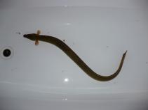 foto/forum/2010/th-img14212.jpg