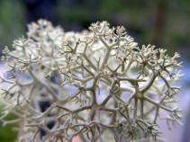 foto/forum/2010/th-img14326.jpg