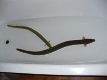 foto/forum/2010/th-img14369.jpg