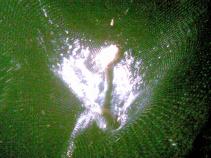 foto/forum/2010/th-img14419.jpg