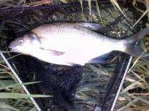 foto/forum/2010/th-img14436.jpg