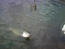 foto/forum/2010/th-img14454.jpg