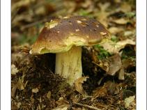 foto/forum/2010/th-img14549.jpg