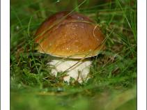 foto/forum/2010/th-img14556.jpg