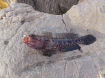 foto/forum/2010/th-img14620.jpg