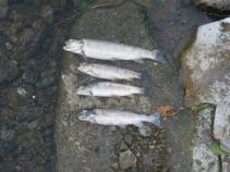 foto/forum/2010/th-img14650.jpg