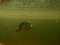 foto/forum/2010/th-img14685.jpg
