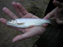 foto/forum/2010/th-img14993.jpg
