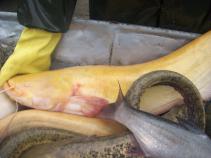 foto/forum/2010/th-img15154.jpg