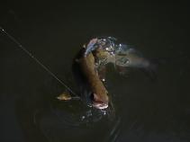 foto/forum/2010/th-img15207.jpg