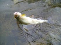 foto/forum/2010/th-img15213.jpg