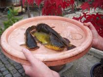 foto/forum/2010/th-img15267.jpg