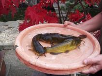 foto/forum/2010/th-img15268.jpg