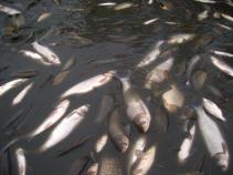 foto/forum/2010/th-img15374.jpg