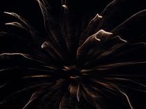 foto/forum/2010/th-img15678.jpg