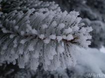foto/forum/2010/th-img15735.jpg