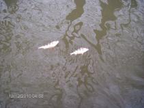 foto/forum/2010/th-img15813.jpg