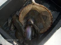 foto/forum/2010/th-img16018.jpg