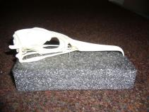 foto/forum/2010/th-img16025.jpg