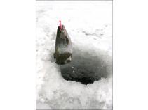 foto/forum/2011/th-img16078.jpg