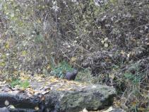 foto/forum/2011/th-img16108.jpg