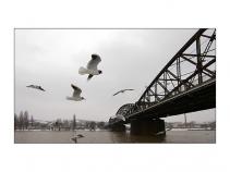 foto/forum/2011/th-img16293.jpg