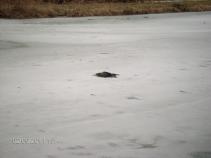 foto/forum/2011/th-img16414.jpg